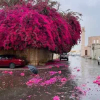 یه عدد بخاری سعی وسالم