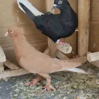 کبوترسیاه دم سفید
