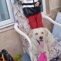 سگ گلدن رتریور