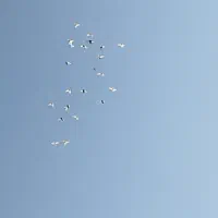 فروش کبوتر|پرنده|کوهبنان, |دیوار