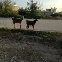 فروش 2عدد کهره ماده