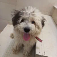 سگ شیتزو تری ۱ ساله باشناسنامه