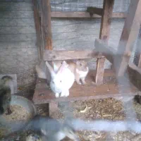 خرگوش نروماده|موش و خرگوش|نوشهر, |دیوار