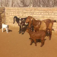 بز گوش بلند