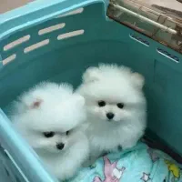 خوشکلای سفید برفی