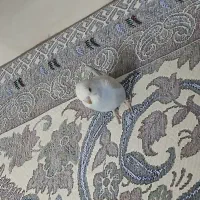 جوجه مرغ عشق|پرنده|مشهد, رضاییه|دیوار