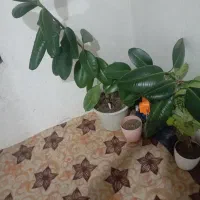 گل خوشکل قشنگ