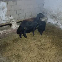 گوسفند بره دار...بره نر