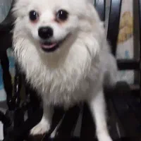 واگذاری سگ پامرانین وشیتزو تریر. کراس.