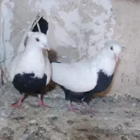 شالنگی و سیندوم سرخ|پرنده|قم, مسجد امام حسن|دیوار