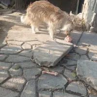 پاکوتا ماده خیلی بازی گوش سالم