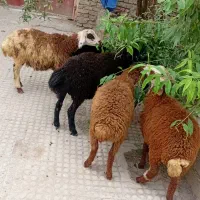 بره نر