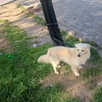 سگ پاکوتاه نر