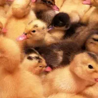 جوجه اردک پکنی