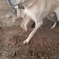 سگ خراسانی