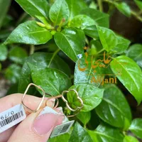 انگشتر مینیمال|جواهرات|رشت, بازار|دیوار