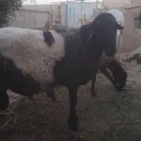 قوچ همو دورگ افشار در قوچان