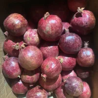 انار درجه یک