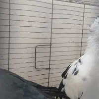 کبوتران خوب کفتر شناس باشی میفهمی