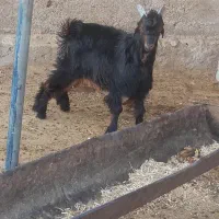 کهره نر|حیوانات مزرعه|زرقان, |دیوار