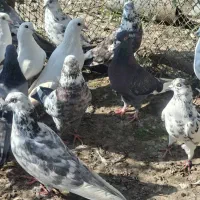 کفترخوب|پرنده|آستانه اشرفیه, |دیوار