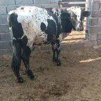 گوساله نر
