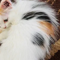 پرشین میکس|گربه|دزفول, |دیوار