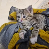 غذای گربه کیتن اصل آلمانی بقیمت عمده