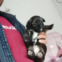 واگذاری توله سگ شیتزو پیکینیز|سگ|قائمشهر, |دیوار