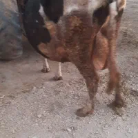 گاو|حیوانات مزرعه|نهاوند, |دیوار