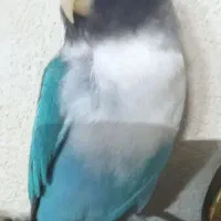 گم شده