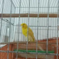 قناری رسمی بلند