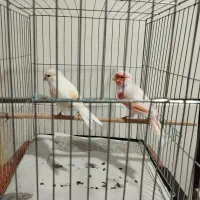 قناری ردفکتور،موزاییکی،سبزسوخته،سوپر،رسمی بلند