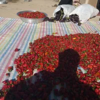 فلفل و بادمجان عمده سر مزرعه|خوردنی و آشامیدنی|شباب, |دیوار