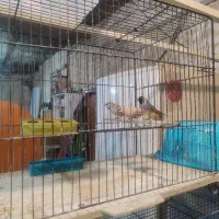 فنج کرواتی و گلدین