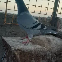 چند عدد کبوتر