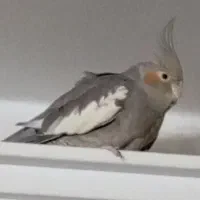 معاوضه ماده عروس هلندی با نر|پرنده|تهران, مشیریه|دیوار