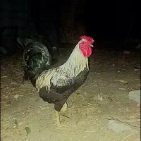 حیوانات مرغ و خروس محلی اصل قلم‌سیاه  نژاد عراقی