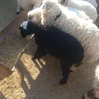 حیوانات و مزرعه|حیوانات مزرعه|سربیشه, |دیوار