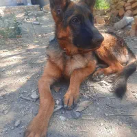 ژرمن مو کوتاه