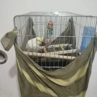 عروس هلندی  نر