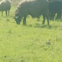 گوسفند زنده رومانوف