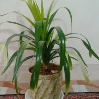 گل طبیعی