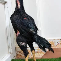 مرغ و خروس لاری ا