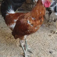 خروس