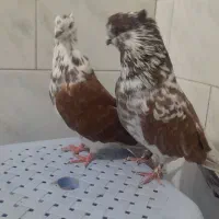 کبوتر گرگی و سرخ خال قدیم|پرنده|خان ببین, |دیوار