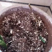 گلدان سفالی قطر ۳۰ ارتفاع ۴۳، دو عدد|گل و گیاه طبیعی|تهران, صد دستگاه|دیوار