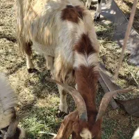 بز فروشی|حیوانات مزرعه|فاریاب, |دیوار