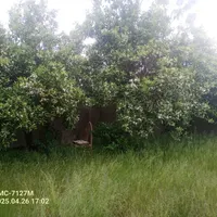 نیازمند کمک کارمند ثبت احوال