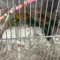 کوتوله برزیلی